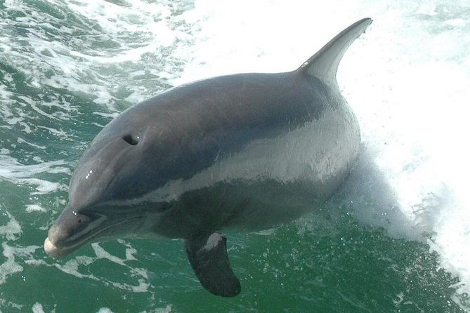 little-toot-dolphin-adventure-at-clearwater-beach