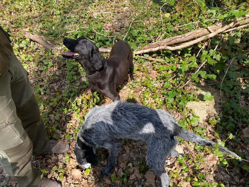 Livade: Guided Truffle Hunting Walking Tour - Who Should Consider This Tour?