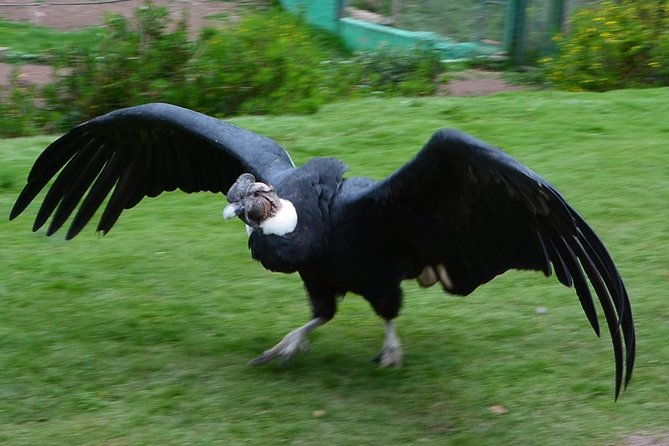 live-a-mystic-experience-of-blessings-of-the-andean-condor