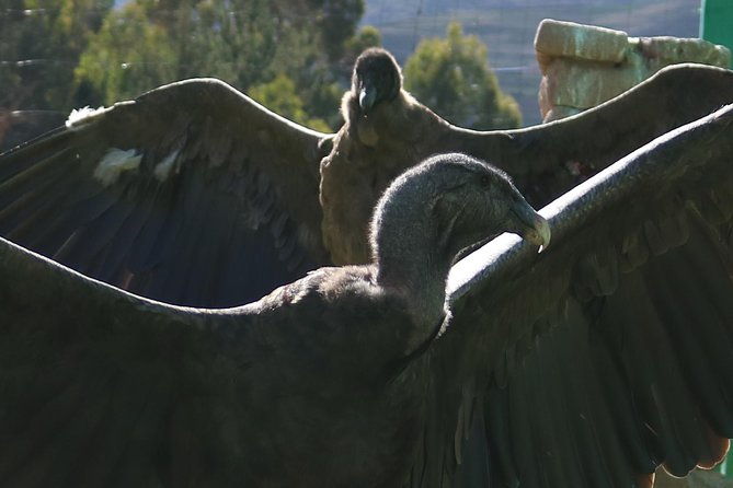 live-a-mystic-experience-of-blessings-of-the-andean-condor