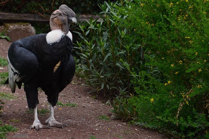 live-a-mystic-experience-of-blessings-of-the-andean-condor