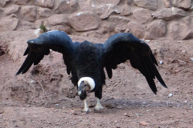 live-a-mystic-experience-of-blessings-of-the-andean-condor