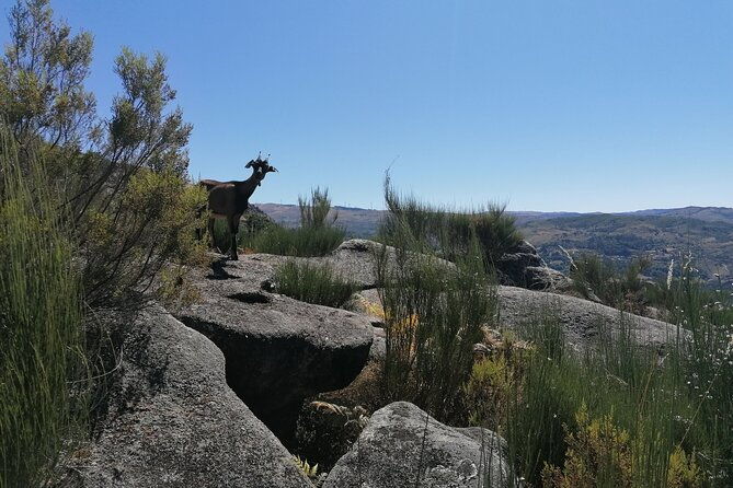 live-like-a-local-3-day-experience-in-geres-mountain-with-local-food-tasting