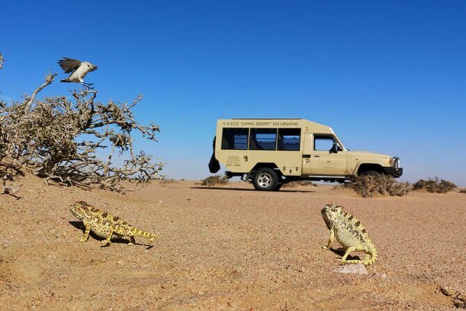 Living Desert Eco Dune Tour - Itinerary Breakdown and Experience Highlights