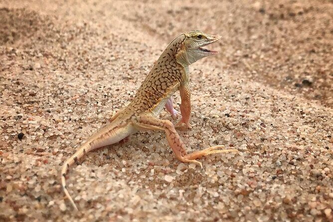 Living Desert Eco Dune Tour - Practical Tips for Making the Most of the Tour