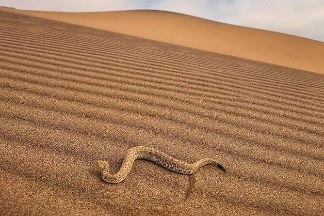Living Desert Eco Dune Tour - FAQ