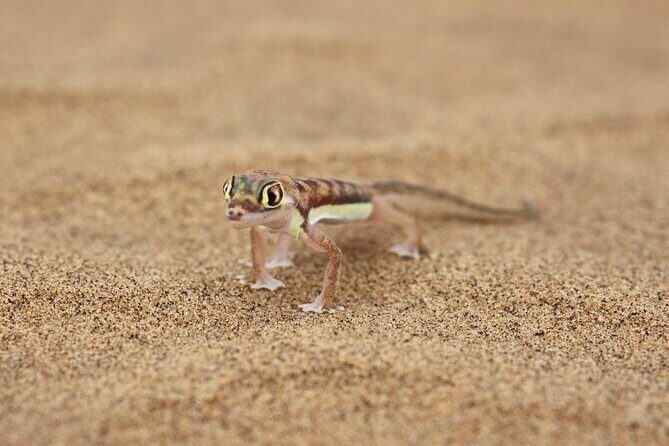 LIVING DESERT TOUR (Little 5 tour) - FAQs