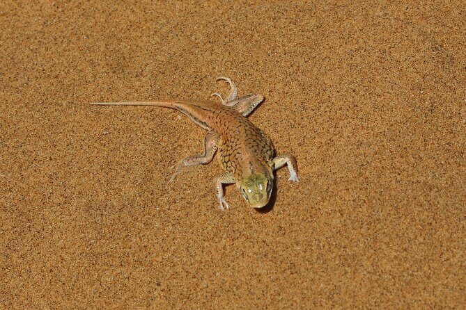 Living Dunes Experience from Swakopmund - Practical Details