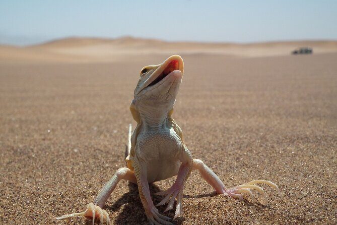 Living Dunes Experience from Swakopmund - FAQ