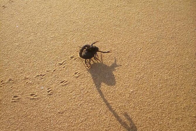 Living Dunes Experience from Swakopmund - Final Thoughts
