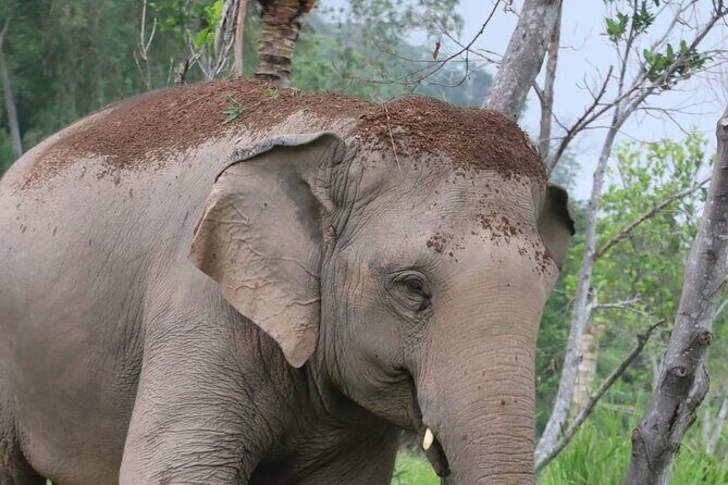 Living Green Elephant Sanctuary Experience near Bangkok & Pattaya - FAQ