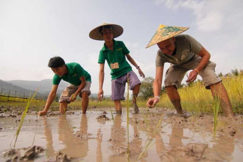 living-land-farm-rice-experience