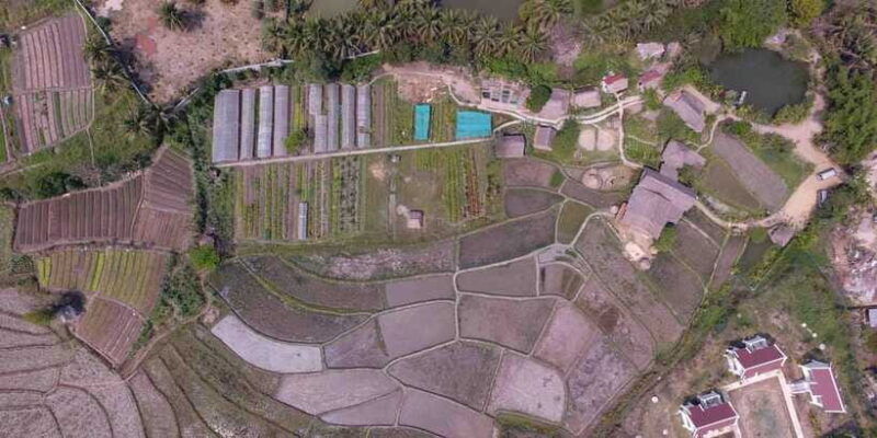 living-land-farm-rice-experience