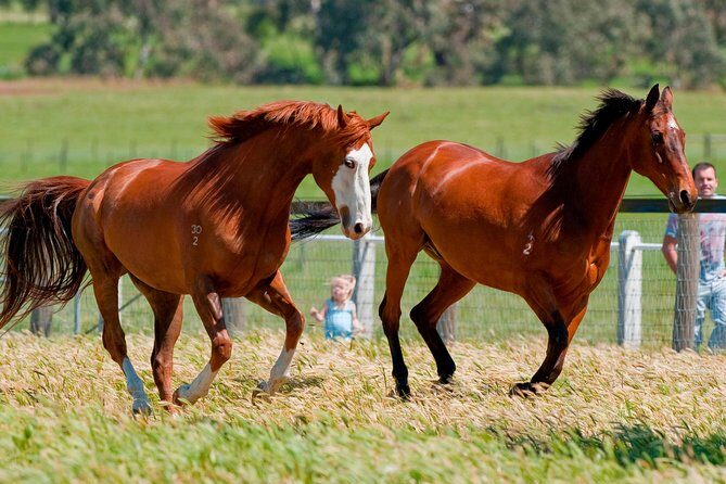 Living Legends Champion Racehorse Guided Tour - In-Depth Review of the Living Legends Experience  