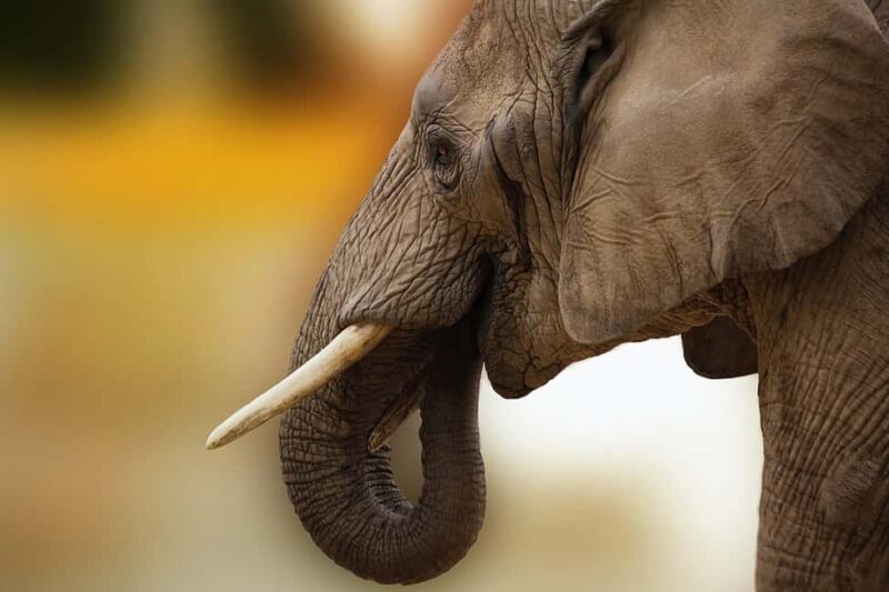Livingstone: Game Drive and White Rhino Walking Safari - Key Points