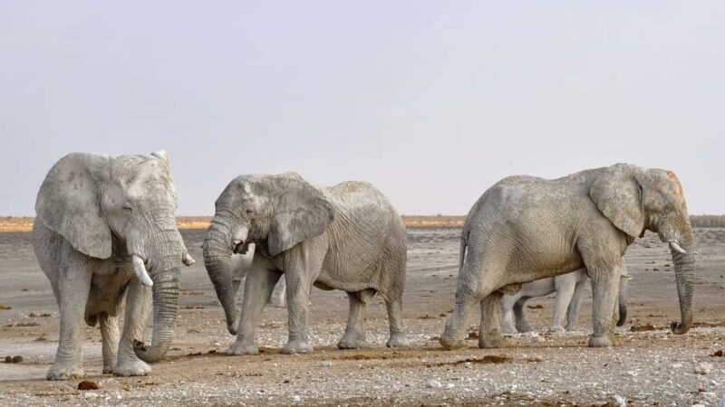 Livingstone: Game Drive and White Rhino Walking Safari - An In-Depth Review of the Livingstone Rhino Safari Experience