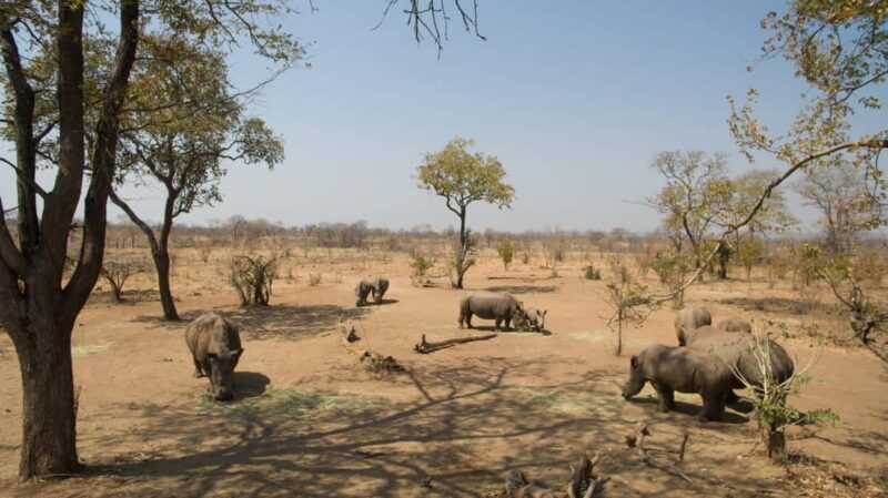 Livingstone: Game Drive and White Rhino Walking Safari - Key Points