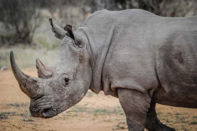 Livingstone: Game Drive and White Rhino Walking Safari - Exploring the Itinerary and What to Expect