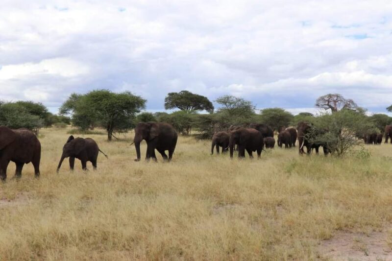 Livingstone: Game Drive and White Rhino Walking Safari - Who Will Love This Tour?