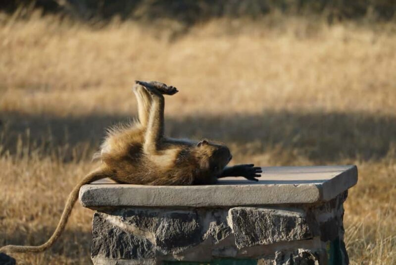 Livingstone: Game Drive & Cultural Tour - Key Points