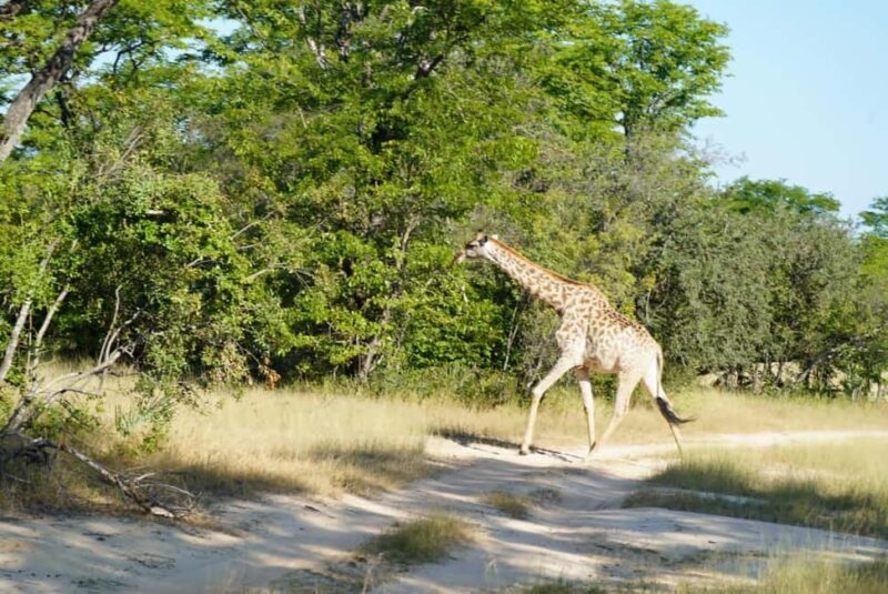 Livingstone: Game Drive & Cultural Tour - Introduction: What to Expect from the Livingstone Tour