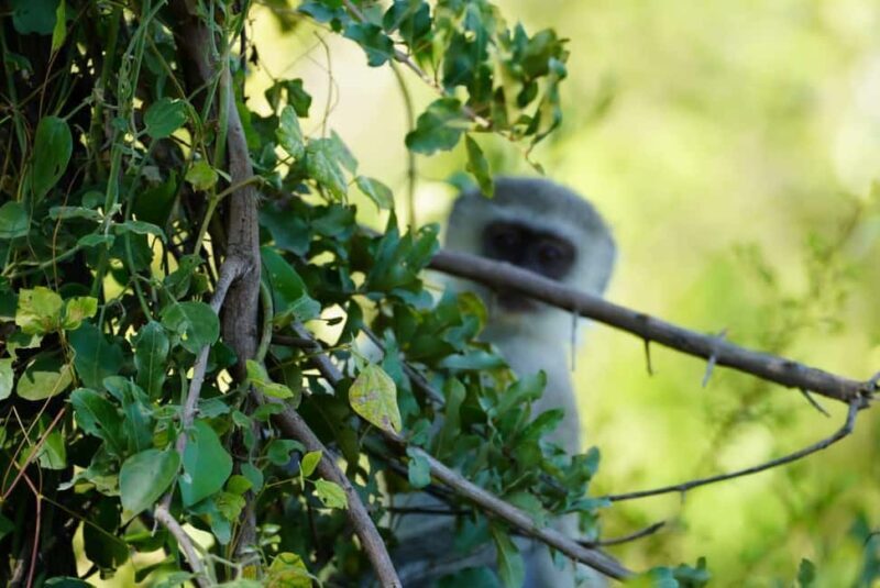Livingstone: Game Drive & Cultural Tour - Practical Details & What to Keep in Mind