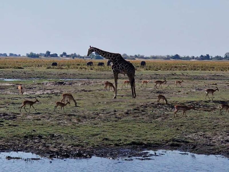 Livingstone: Game Drive & Cultural Tour - FAQ