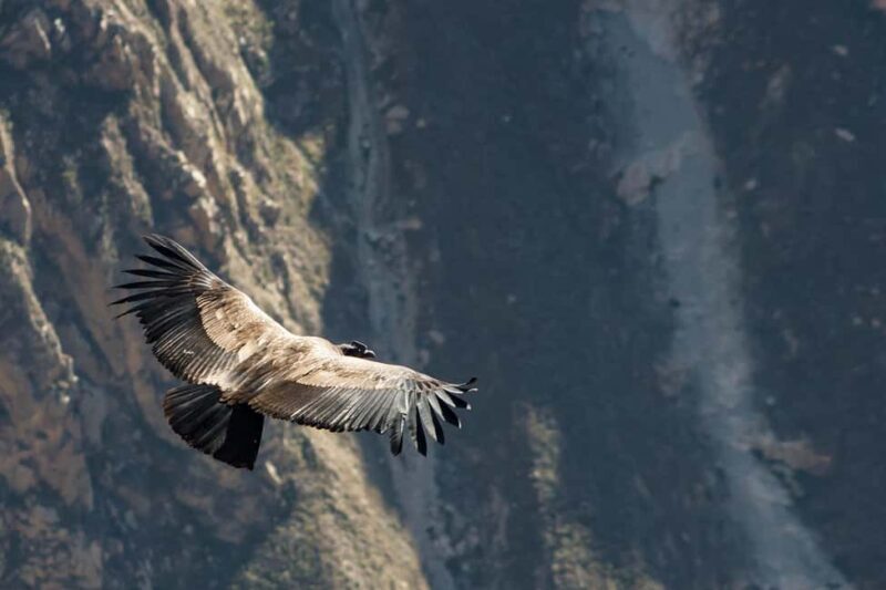Livingstone: Lochinvar National Park Birdwatching Adventure - Key Points  