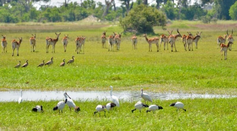 Livingstone: Mosi-oa-Tunya Full Day - Key Points