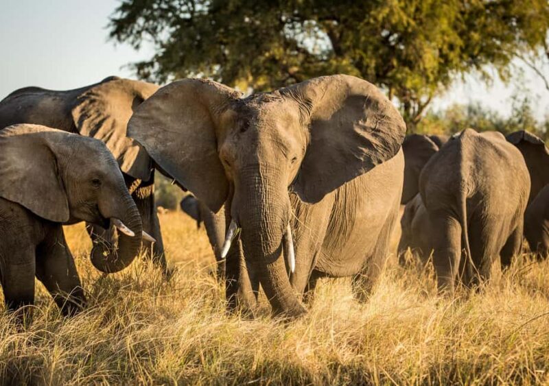 Livingstone: Mosi-oa-Tunya Full Day - What to Expect on the Mosi-oa-Tunya Full Day Tour