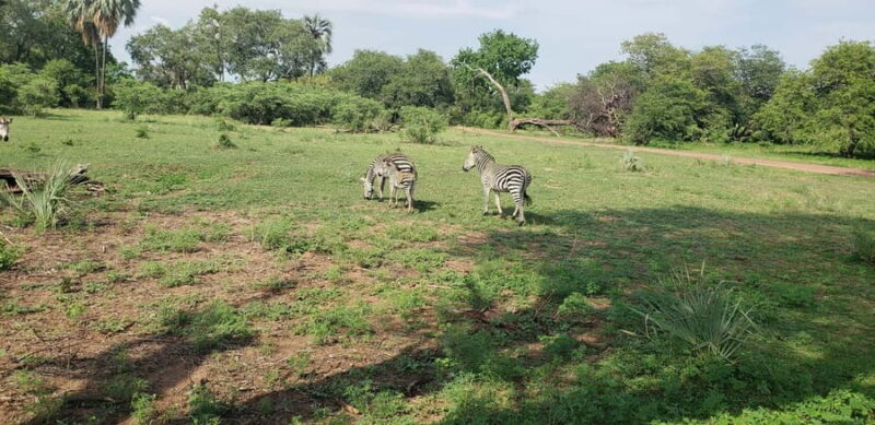 LIVINGSTONE ZAMBIA:SAFARI GAME DRIVE & RHINO WALK - Livingstone Zambia: Safari Game Drive & Rhino Walk Review