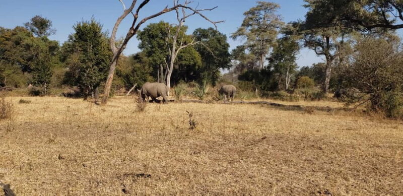 LIVINGSTONE ZAMBIA:SAFARI GAME DRIVE & RHINO WALK - Real Experiences from Travelers