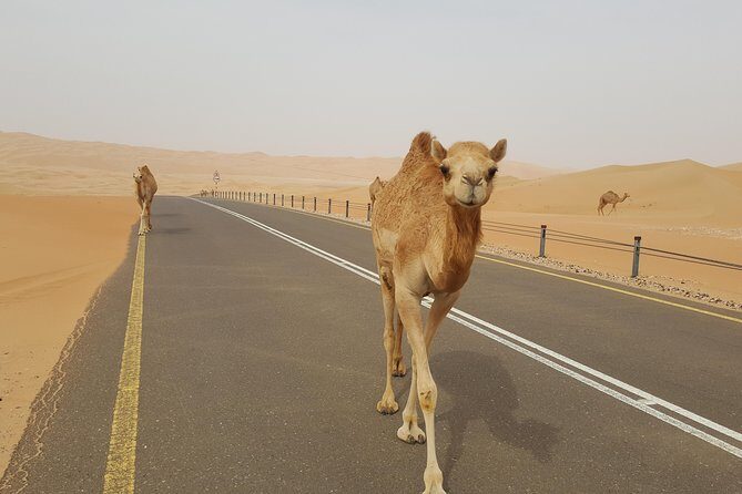 Liwa Oasis Desert Drive from Abu Dhabi - Detailed Itinerary Breakdown