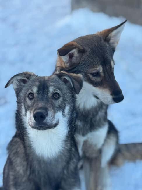 Ljørdalen-Trysil: Bergli Husky Kennel Visit - An Authentic Encounter with Norwegian Huskies