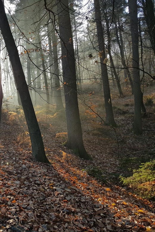 ljubljana-green-tour-and-forrest-personal-experience