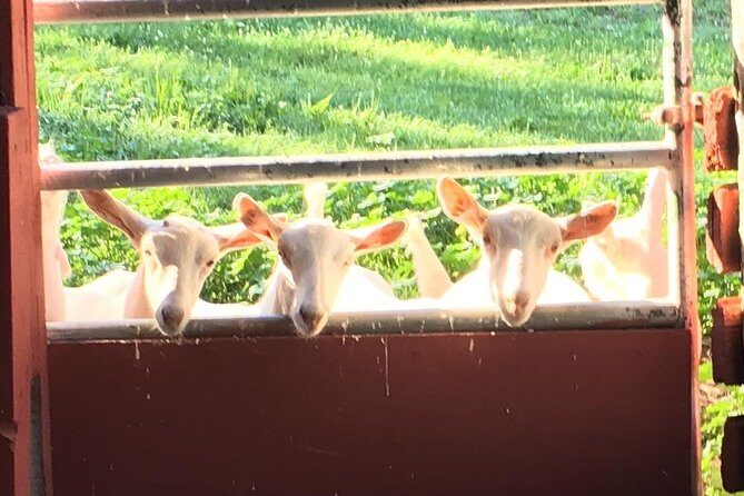 Llama/Alpaca Hike and Farm Tour - Setting the Scene: What to Expect from the Itinerary