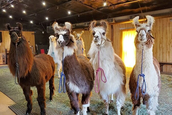 llama-encounter-at-shangrillama-castle