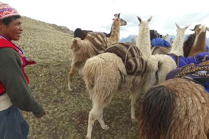 llama-treck-to-huchuy-qosqo-2-days