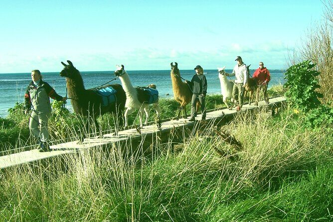 Llama Trek (Half-day) - Kaikoura Bay, Beaches & Seal Colony - A Detailed Look at the Tour Itinerary