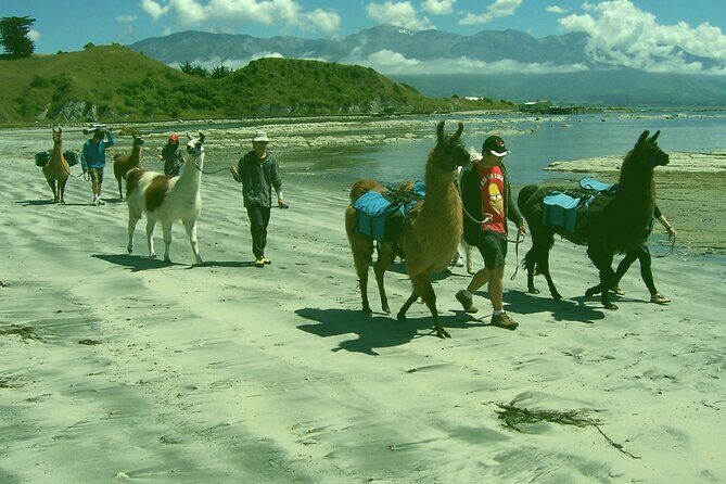 Llama Trek (Half-day) - Kaikoura Bay, Beaches & Seal Colony - Practical Details and What to Expect