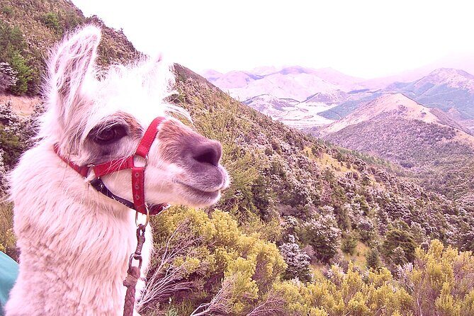 Llama Trek (Half-day) - Kaikoura Bay, Beaches & Seal Colony - FAQs