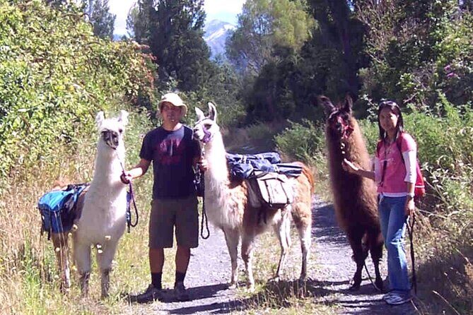 Llama Trek (Taster) - Kowhai River Valley and Native Woodland Tour - The Itinerary in Detail