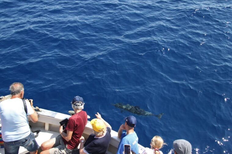 loano-pelagos-sanctuary-wildlife-cruise-with-guide