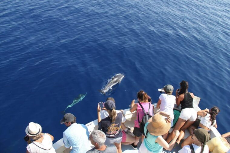loano-pelagos-sanctuary-wildlife-cruise-with-guide