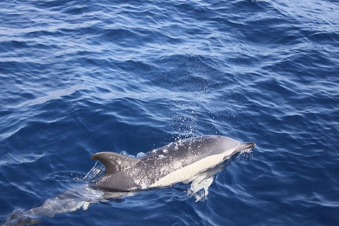 lobos-island-the-dolphin-route