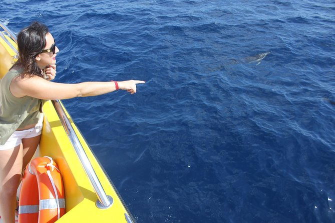 lobos-island-the-dolphin-route