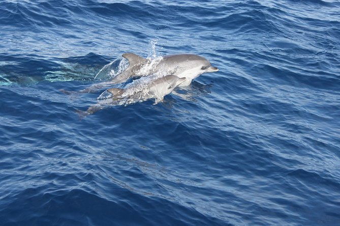 lobos-island-the-dolphin-route
