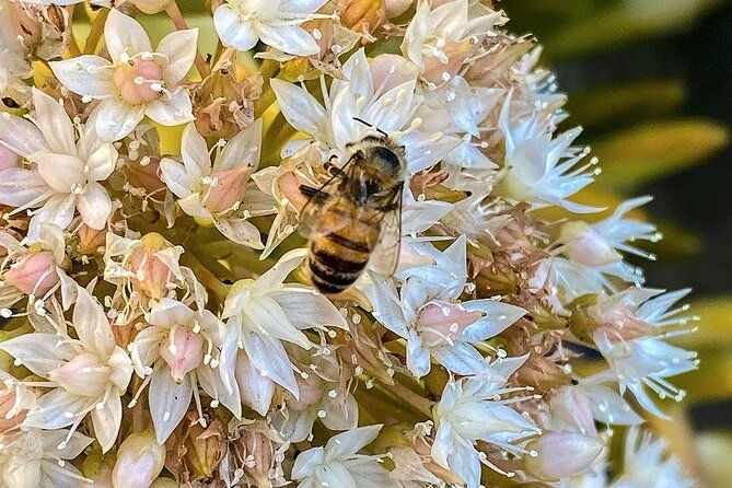 local-honey-to-table-tasting-and-lunch-experience