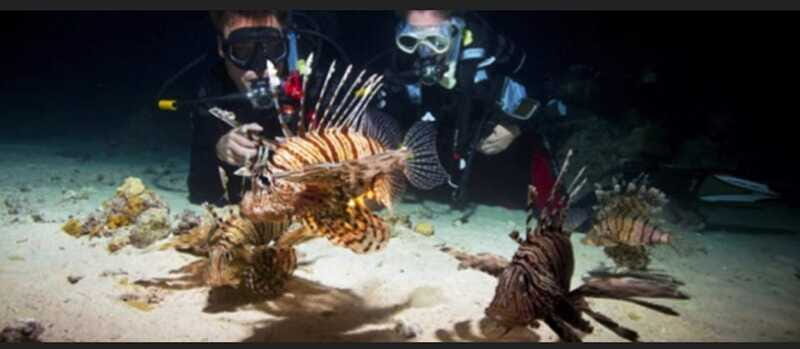 local scuba night dive - In The Sum Up