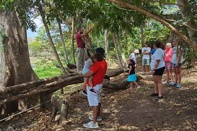 local-sightseeing-mangrove-tour